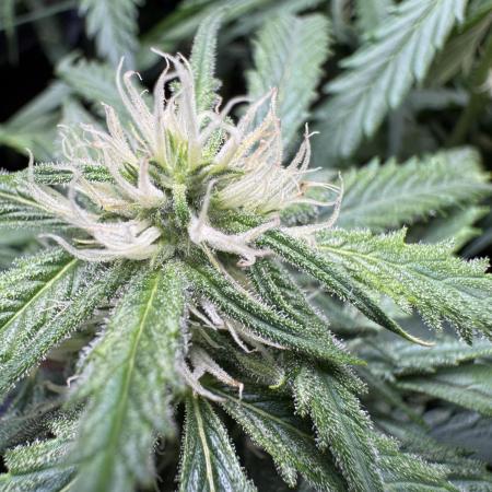 Auto Moon Rock