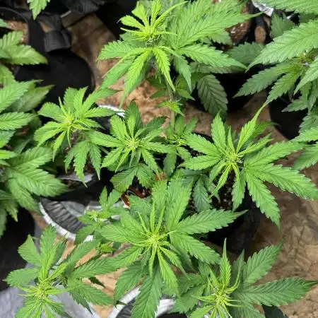 Strawberry Haze Auto