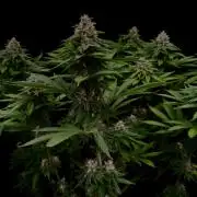 Sour Diesel