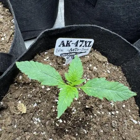 Ak-47 auto