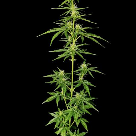 Gorilla Zkittlez Auto