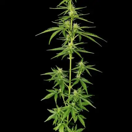 Gorilla Zkittlez Auto