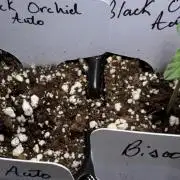 Black Orchid auto