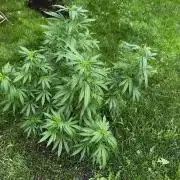 White Widow