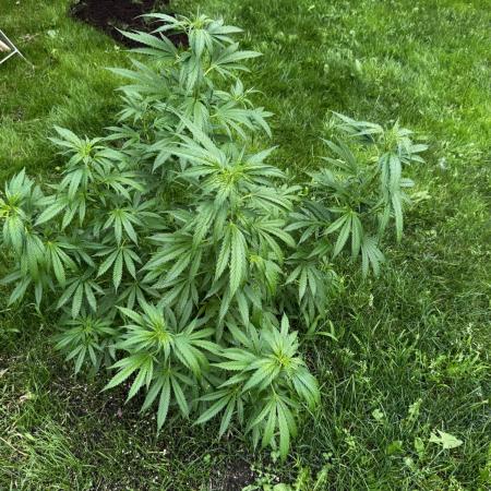 White Widow