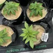 Sunset Sherbet Go Fast