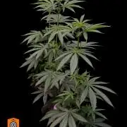 Mataro Blue