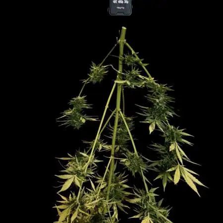 Auto Ak-47 XL