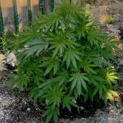 Amnesia Haze GoFast
