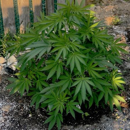 Amnesia Haze GoFast