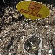 Melon Mush Auto
