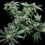 SuperBoof/clone/LSO