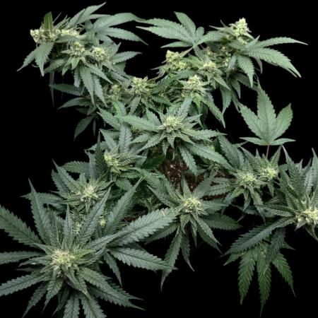SuperBoof/clone/LSO