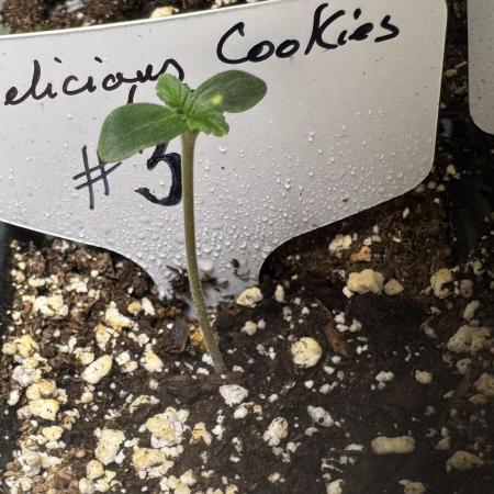 ?Delicious Cookies Auto #3?