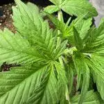 Moon Rock auto #2