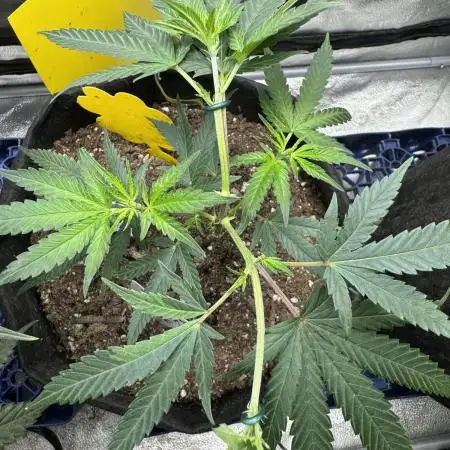 SuperBoof/clone/LSO