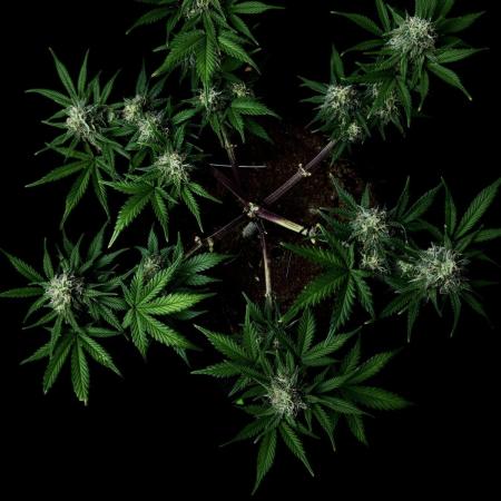 Divine Rapier Auto #3