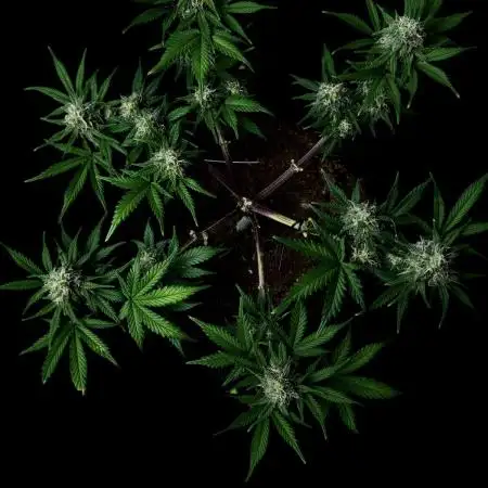 Divine Rapier Auto #3