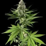 Tropicana cookies FF