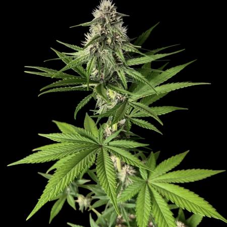 Tropicana cookies FF