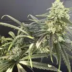 Ghost train Haze