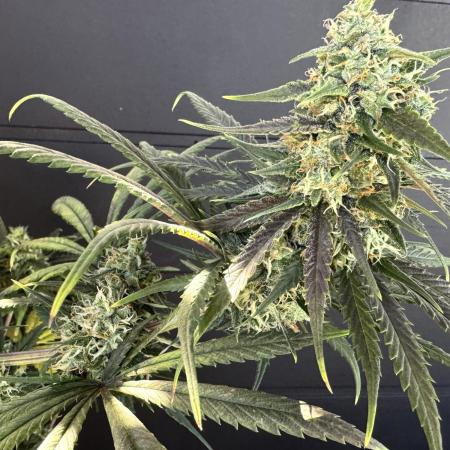 Ghost train Haze