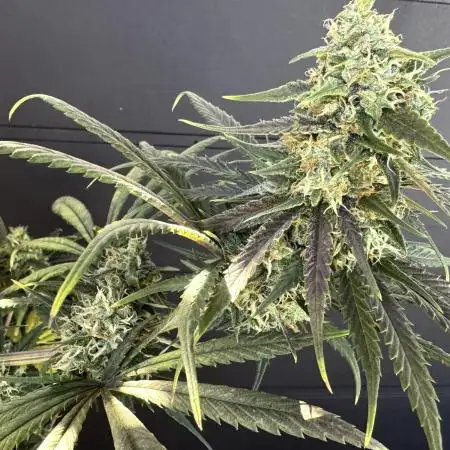 Ghost train Haze