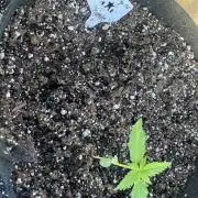 Lemon haze Auto