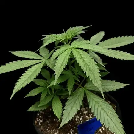 Ghost train Haze