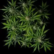 Delicious Cookies Auto #3?