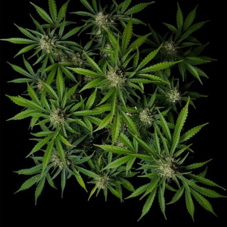 Delicious Cookies Auto #3?