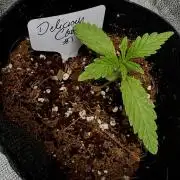 Delicious Cookies #3