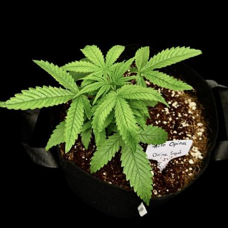Auto Opiom