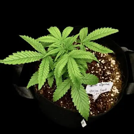 Auto Opiom
