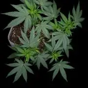 Gelato