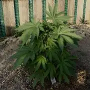 Amnesia Haze GoFast