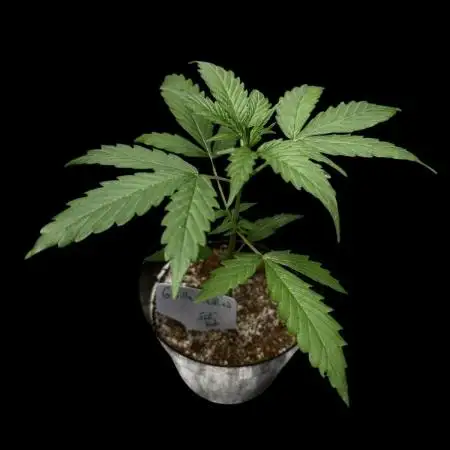 Gorilla Zkittlez Auto