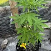 Black Dog Auto