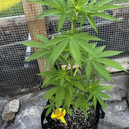 Black Dog Auto