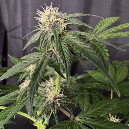 Purple Punch auto