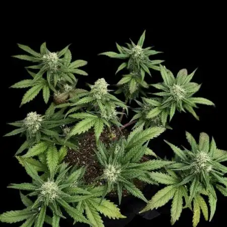 LSO:Purple punch Auto