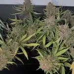 FrostBanger Auto