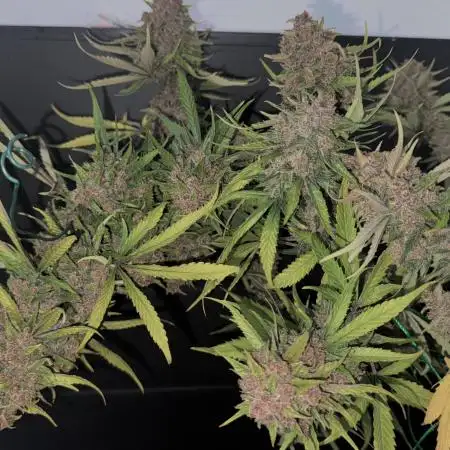 FrostBanger Auto