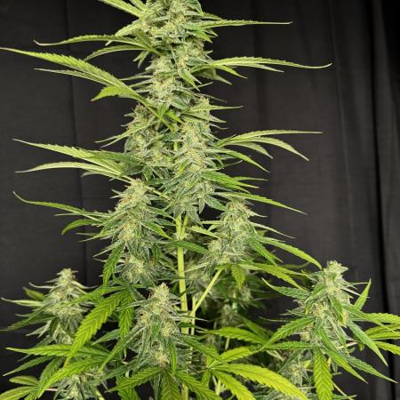 Ak-47 auto