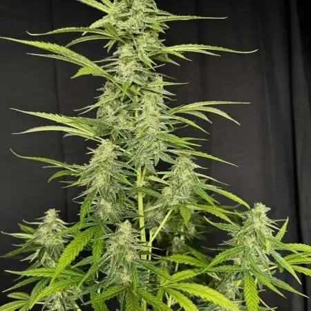 Ak-47 auto