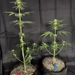 Gg#4&Amnesia lemon
