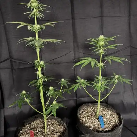 Gg#4&Amnesia lemon