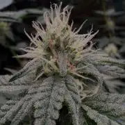 Grape Glacier