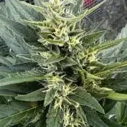 Melon Mush