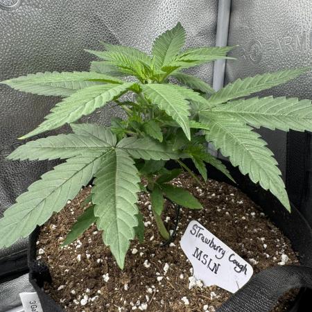 Strawberry Cough
